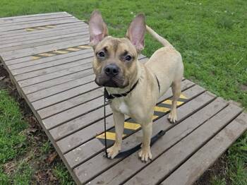 Staffordshire Bull Terrier and Mixed Breed Dogs Available for Adoption in Omaha, Nebraska - BUDDY | PetCurious