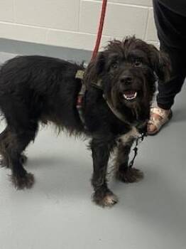 BUZZ -  Terrier Dog for Adoption in St. Cloud, Florida - BUZZ | PetCurious