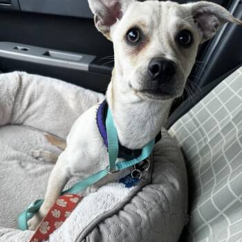 Dilly -  Chihuahua Dog for Adoption in Allen, Texas - Dilly | PetCurious