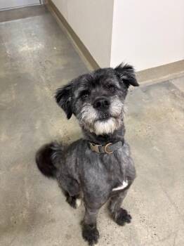Poodle Dogs Available for Adoption in Brooksville, Florida - Gumball | PetCurious