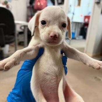 Jenny -  Retriever and Mixed Breed Dog for Adoption in Morton Grove, Illinois - Jenny | PetCurious