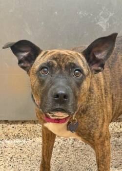 Elisha 64339 -  Mixed Breed Dog for Adoption in Aiken, South Carolina - Elisha 64339 | PetCurious