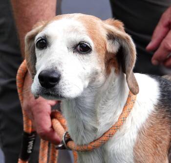 Penny -  Beagle Dog for Adoption in Millfield, Ohio - Penny | PetCurious