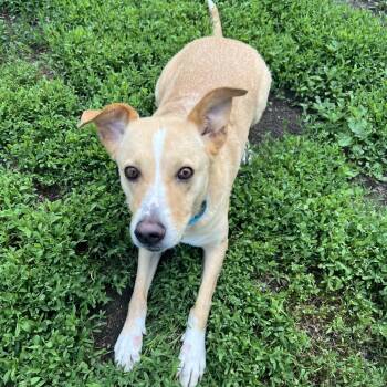 Nala -  Labrador Retriever and Mixed Breed Dog for Adoption in Wadena, Minnesota - Nala | PetCurious