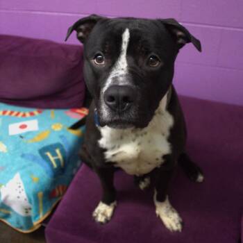 Barley -  Pit Bull Terrier and Mixed Breed Dog for Adoption in Springfield, Missouri - Barley | PetCurious