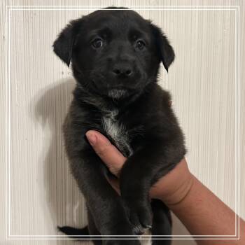FWT Tennesse -  Black Labrador Retriever and Border Collie Dog for Adoption in Midland, Texas - FWT Tennesse | PetCurious