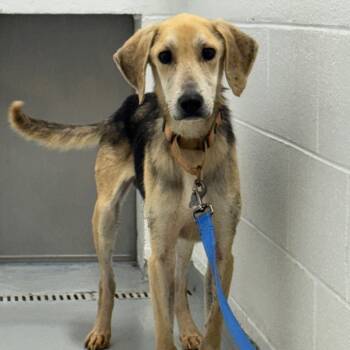 Rescue Hound and Mixed Breed Dogs for Adoption in Troy, Virginia - Ajaxx | PetCurious