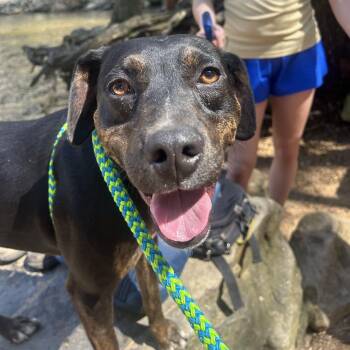 Wasabi Looking for a family to go on adventures with -  Shepherd and Rottweiler Dog for Adoption in Andover, Massachusetts - Wasabi Looking For A Family To Go On Adventures With | PetCurious