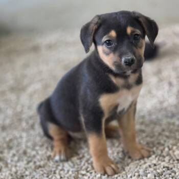 June Bug JuM -  Shepherd and Mixed Breed Dog for Adoption in Austin, Texas - June Bug JuM | PetCurious