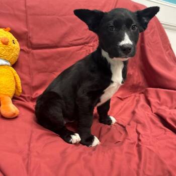Marilynn -  Labrador Retriever Dog for Adoption in Houston, Texas - Marilynn | PetCurious