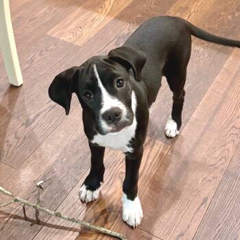 Rescue Labrador Retriever and Boxer Dogs for Adoption in New Orleans, Louisiana - Clyde | PetCurious