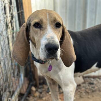 Coonhound Dogs Available for Adoption - Tulip | PetCurious