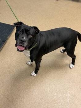 Blitzer -  Mixed Breed Dog for Adoption in Chamblee, Georgia - Blitzer | PetCurious
