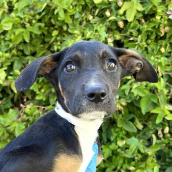 Hound Dogs Available for Adoption in Walnut Creek, California - Kyrii | PetCurious