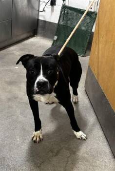 JOHANN -  Boxer and Mixed Breed Dog for Adoption - JOHANN | PetCurious