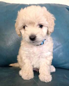 Maltese and Poodle Dogs Available for Adoption in Corona, California - Rio | PetCurious