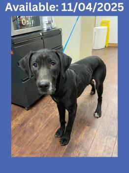 Rescue Weimaraner and Hound Dogs for Adoption in Greenville, Texas - Dog Kennel #33 | PetCurious