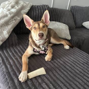 Husky Dogs Available for Adoption in Plainfield, Illinois - Poppie | PetCurious