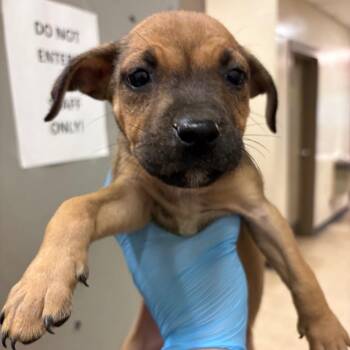 Pit Bull Terrier Dogs Available for Adoption in Birmingham, Alabama - Ellie | PetCurious