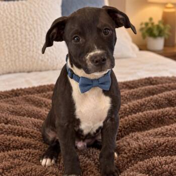 Petey -  Pit Bull Terrier Dog for Adoption in Crosby, Texas - Petey | PetCurious