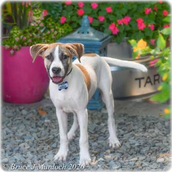 Legolas -  Labrador Retriever Dog for Adoption in Wake Forest, North Carolina - Legolas | PetCurious