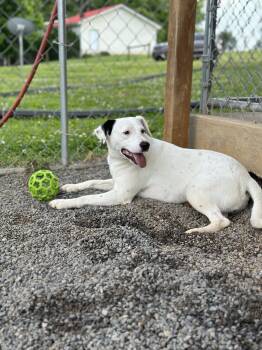 Rescue Australian Cattle Dog Blue Heeler Dogs for Adoption in Byrdstown, Tennessee - Susie......Fee Sponsor | PetCurious