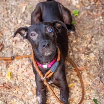 Sweet Tea -  Labrador Retriever and Mixed Breed Dog for Adoption in Hattiesburg, Mississippi - Sweet Tea | PetCurious