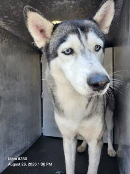 MADONNA -  Husky Dog for Adoption in San Antonio, Texas - MADONNA | PetCurious