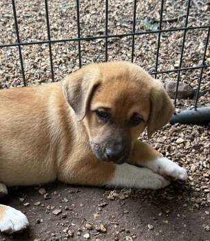 Bayou -  Mastiff and Great Pyrenees Dog for Adoption in Bolivar, Missouri - Bayou | PetCurious