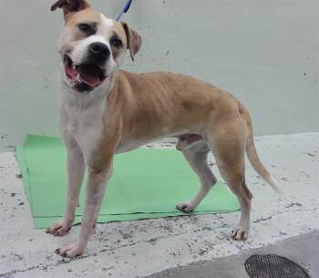 POPPA -  Staffordshire Bull Terrier and Mixed Breed Dog for Adoption in Houston, Texas - POPPA | PetCurious