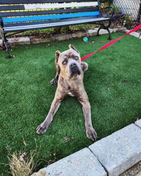 Rescue Cane Corso Dogs for Adoption in Perth Amboy, New Jersey - Cypress | PetCurious