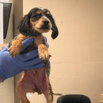 Conner -  Dachshund and Beagle Dog for Adoption - Conner | PetCurious