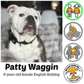 English Bulldog Dogs Available for Adoption in Bonney Lake, Washington - PATTY WAGGIN | PetCurious