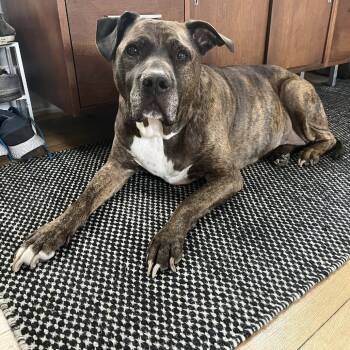 Rescue Mixed Breed Dogs for Adoption in West Olive, Michigan - Squid | PetCurious