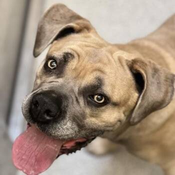 Rescue Cane Corso Dogs for Adoption in Sacramento, California - Ramonda | PetCurious