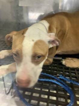 VIC -  Mixed Breed Dog for Adoption in Dallas, Texas - VIC | PetCurious