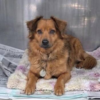 Dachshund Dogs Available for Adoption in Jefferson City, Tennessee - Bandit | PetCurious