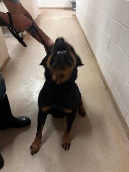 Hank -  Rottweiler Dog for Adoption in Lima, Ohio - Hank | PetCurious