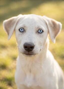 CLEO -  Catahoula Leopard Dog Dog for Adoption in Lincoln, Nebraska - CLEO | PetCurious