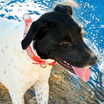 Jen -  Cattle Dog and Labrador Retriever Dog for Adoption in Kingman, Arizona - Jen | PetCurious