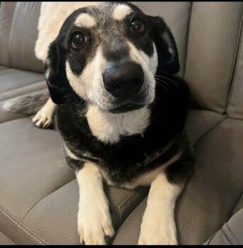 Basset Hound and Australian Cattle Dog Blue Heeler Dogs Available for Adoption - Maggie | PetCurious