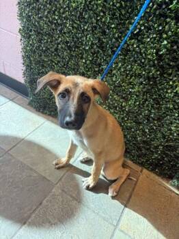 61559791 -  Mixed Breed Dog for Adoption in El Paso, Texas - 61559791 | PetCurious