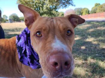 Pit Bull Terrier Dogs Available for Adoption - NaNa | PetCurious