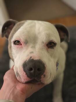 American Staffordshire Terrier Dogs Available for Adoption - Moosey | PetCurious