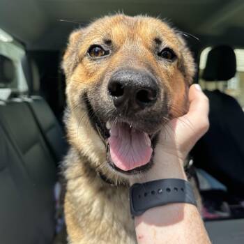 German Shepherd Dog Dogs Available for Adoption in Birmingham, Alabama - Teva | PetCurious