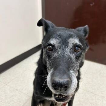 Labrador Retriever Dogs Available for Adoption - Maxx | PetCurious