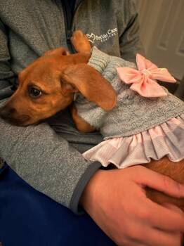 Chihuahua and Mixed Breed Dogs Available for Adoption - Kelly | PetCurious