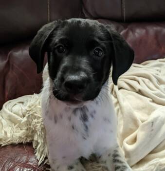 Rescue German Shorthaired Pointer Dogs for Adoption in Portland, Oregon - Greeny | PetCurious