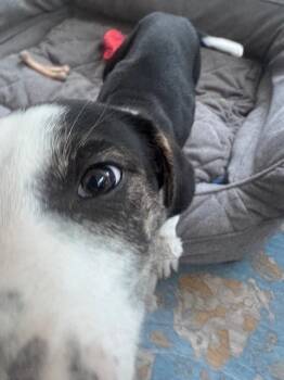 Border Collie and Plott Hound Dogs Available for Adoption in Denver, Colorado - Jimmy | PetCurious