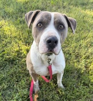 Matrix -  Pit Bull Terrier and Mixed Breed Dog for Adoption in Kansas City, Missouri - Matrix | PetCurious